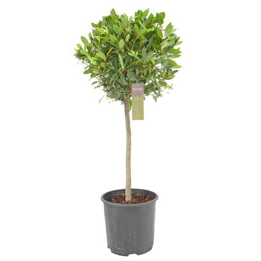 Laurus nobilis 130cm 30cm Pot