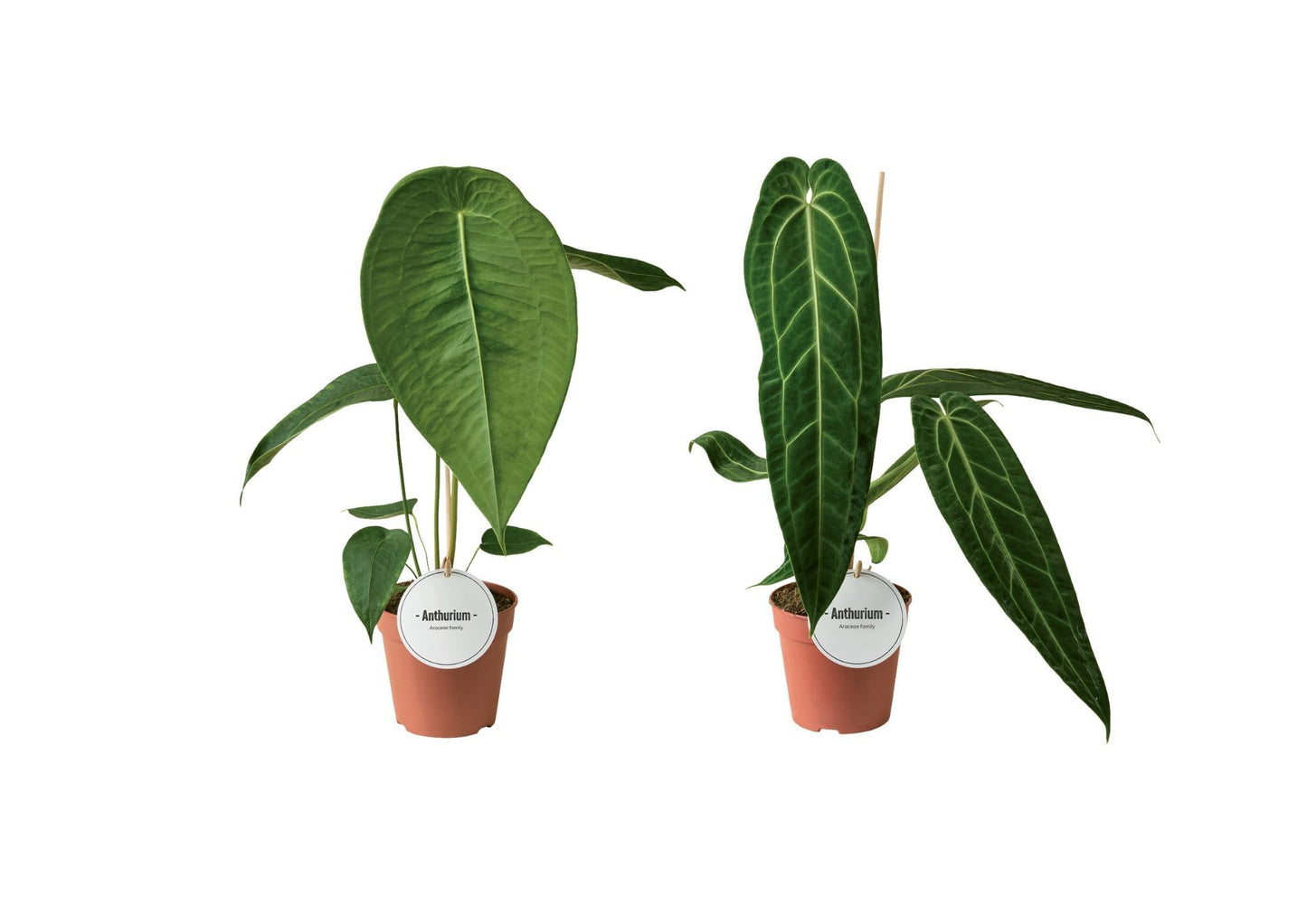 Anthurium andraeanum 50cm 12cm Pot