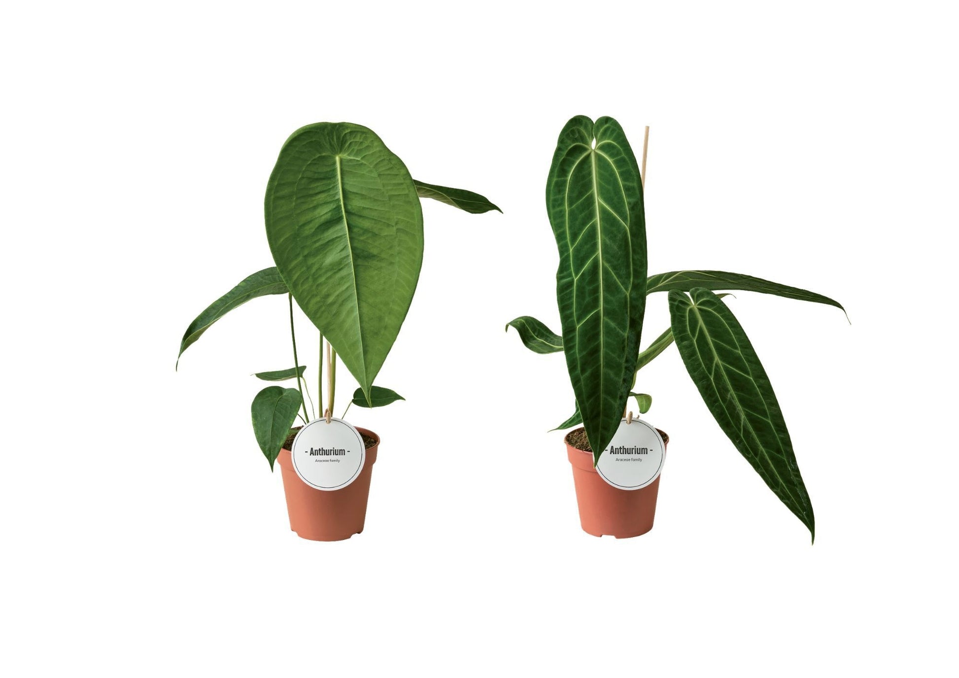 Anthurium andraeanum 50cm 12cm Pot