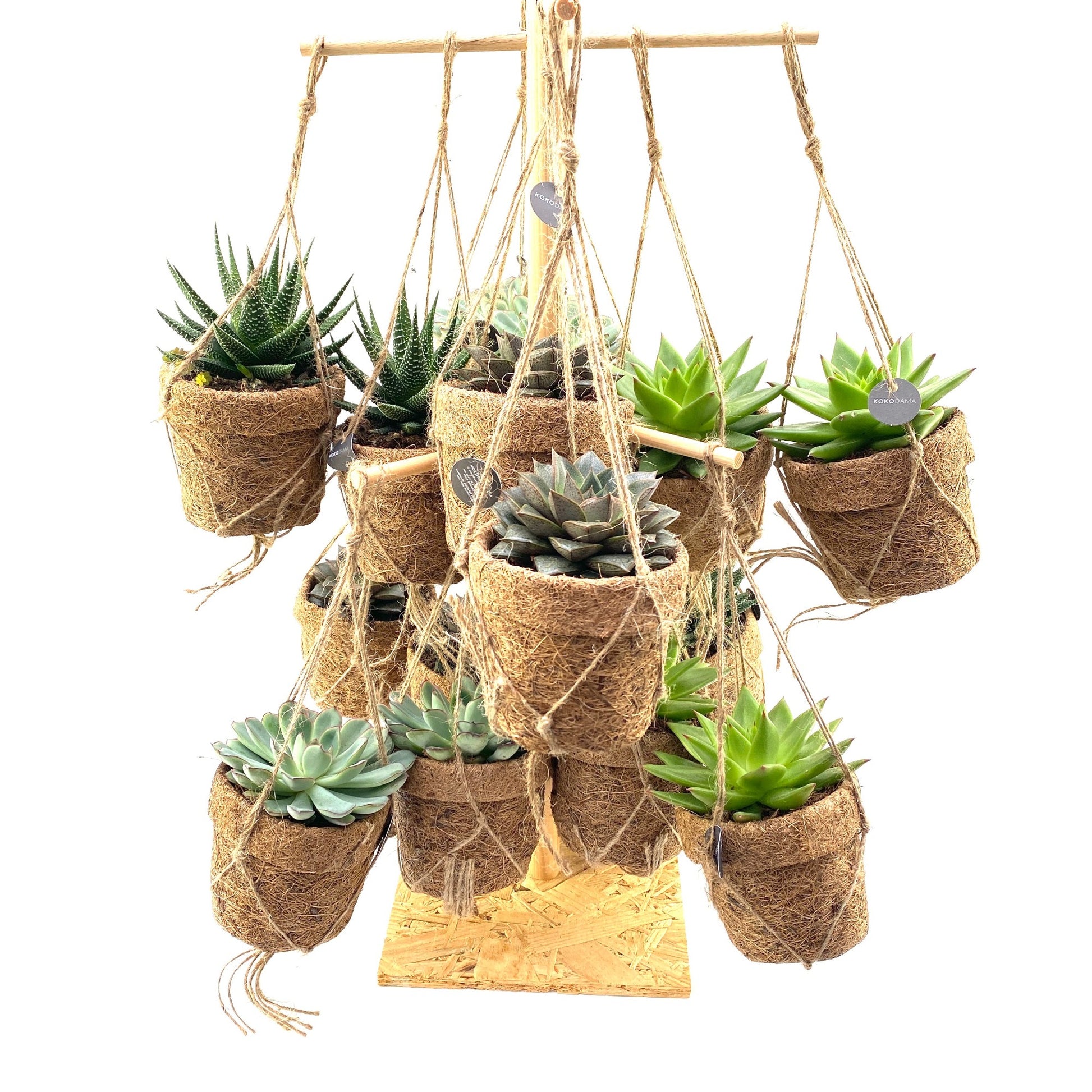Kokodama Tree 60cm 15cm 10cm Pot