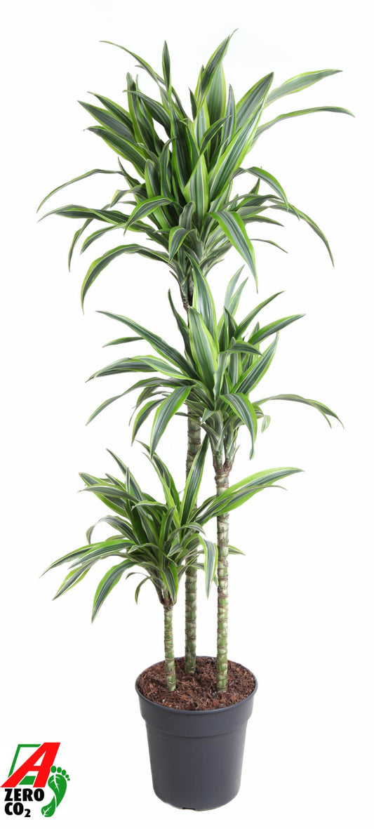 Dracaena fragrans Lemon Lime 90-60-30 150cm 24cm Pot