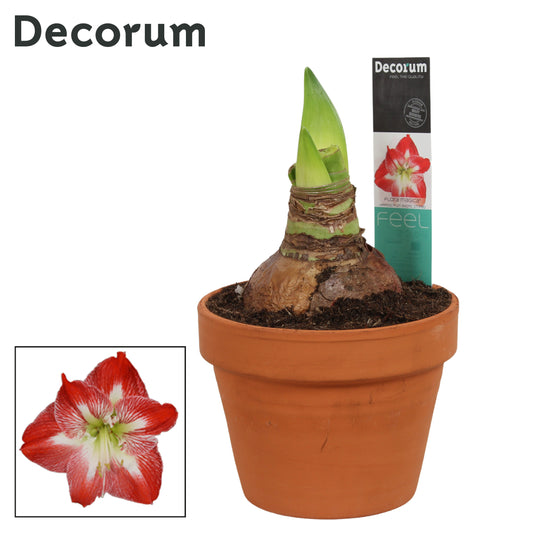 Hippeastrum 25cm 15cm Pot