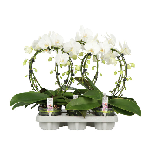 Phalaenopsis white 50cm 12cm Pot