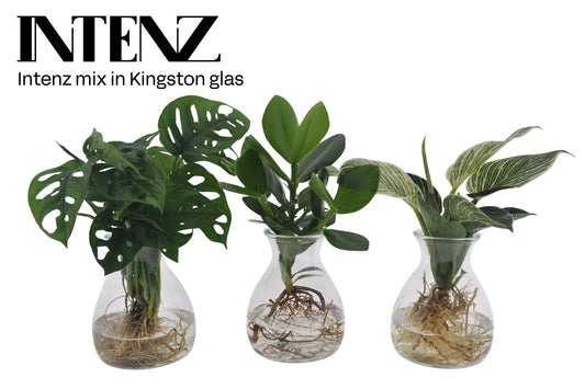 VDE plant BV Foliage Intenz mix in Kingston glass Pack of 3