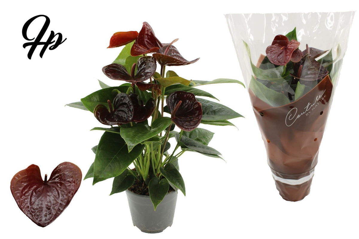 Anthurium Essencia 45cm 14cm Pot