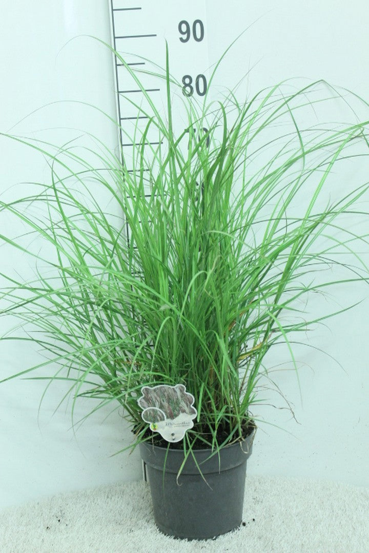 Miscanthus sinensis Red Chief 85cm 23cm Pot