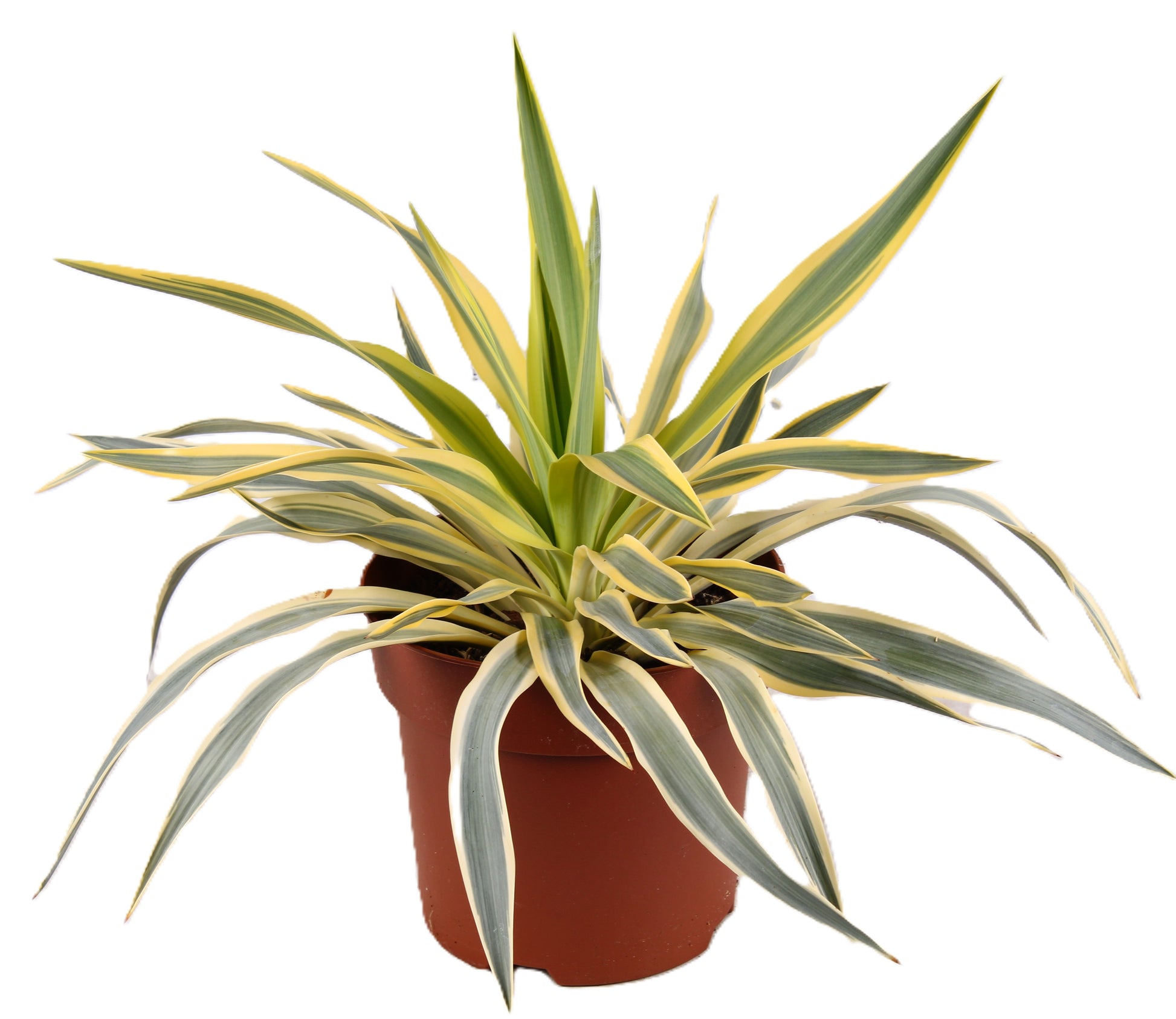 Yucca filamentosa 35cm 18cm Pot