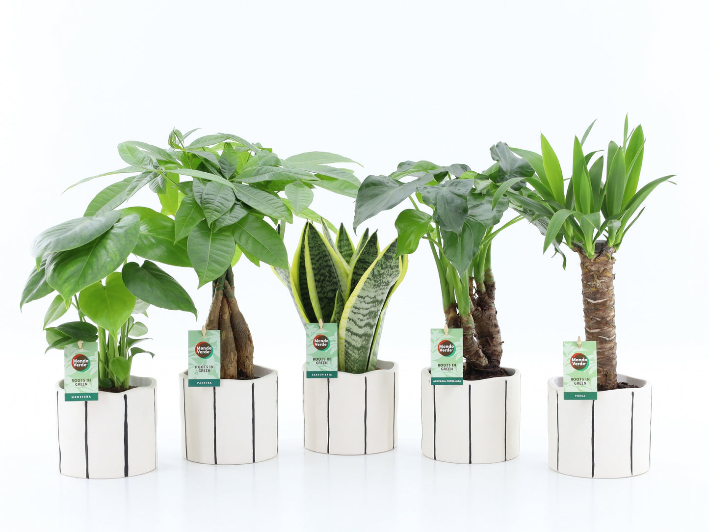 Foliage houseplants mix 35cm 13cm Pot