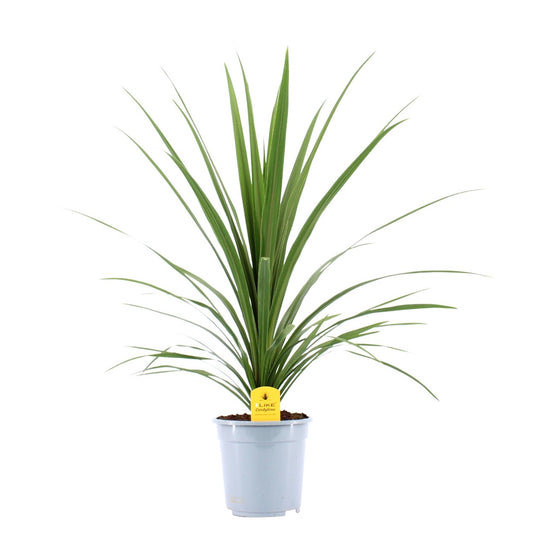 Cordyline indivisa Peko 90cm 21cm Pot