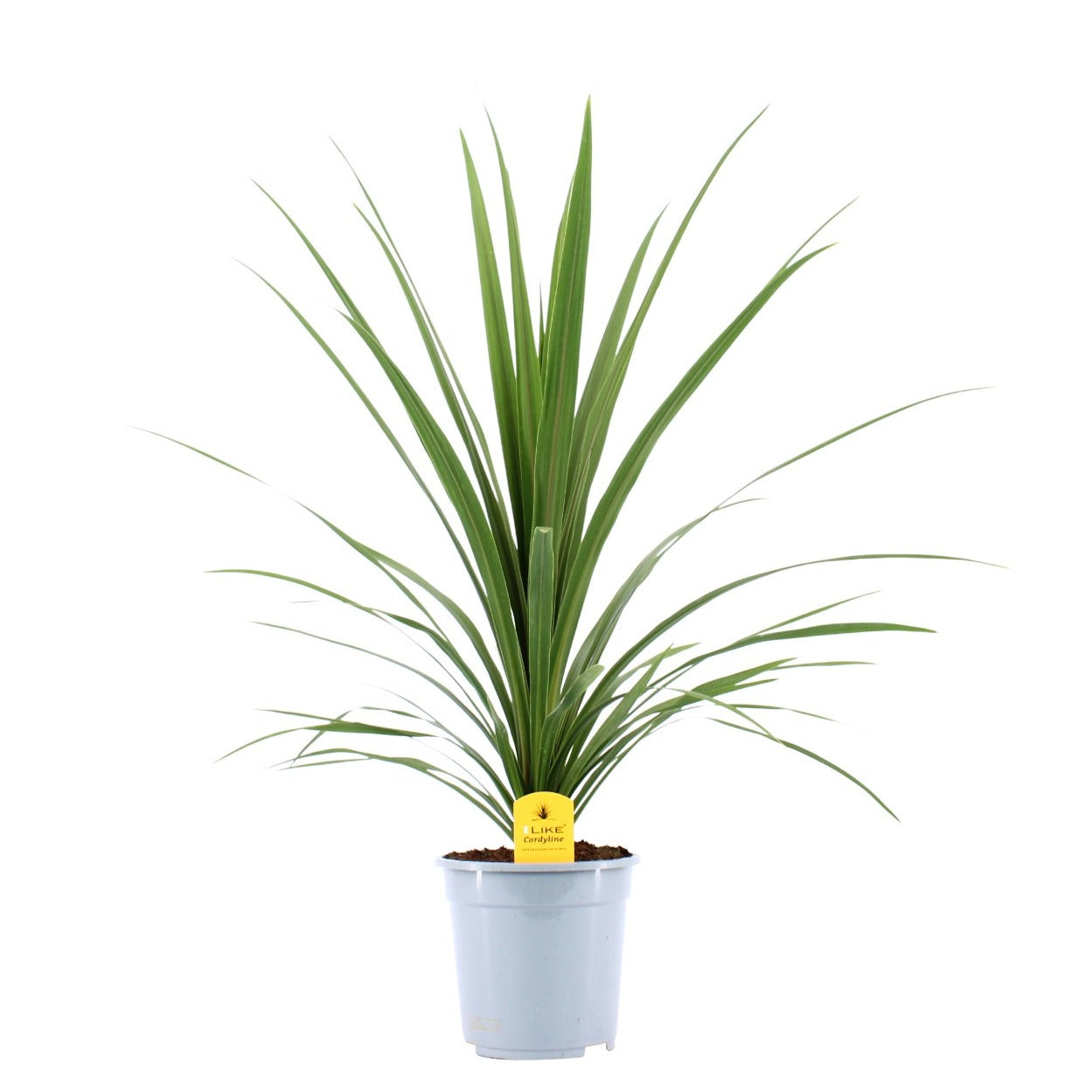 Levoplant BV Cordyline indivisa Peko Pack of 1
