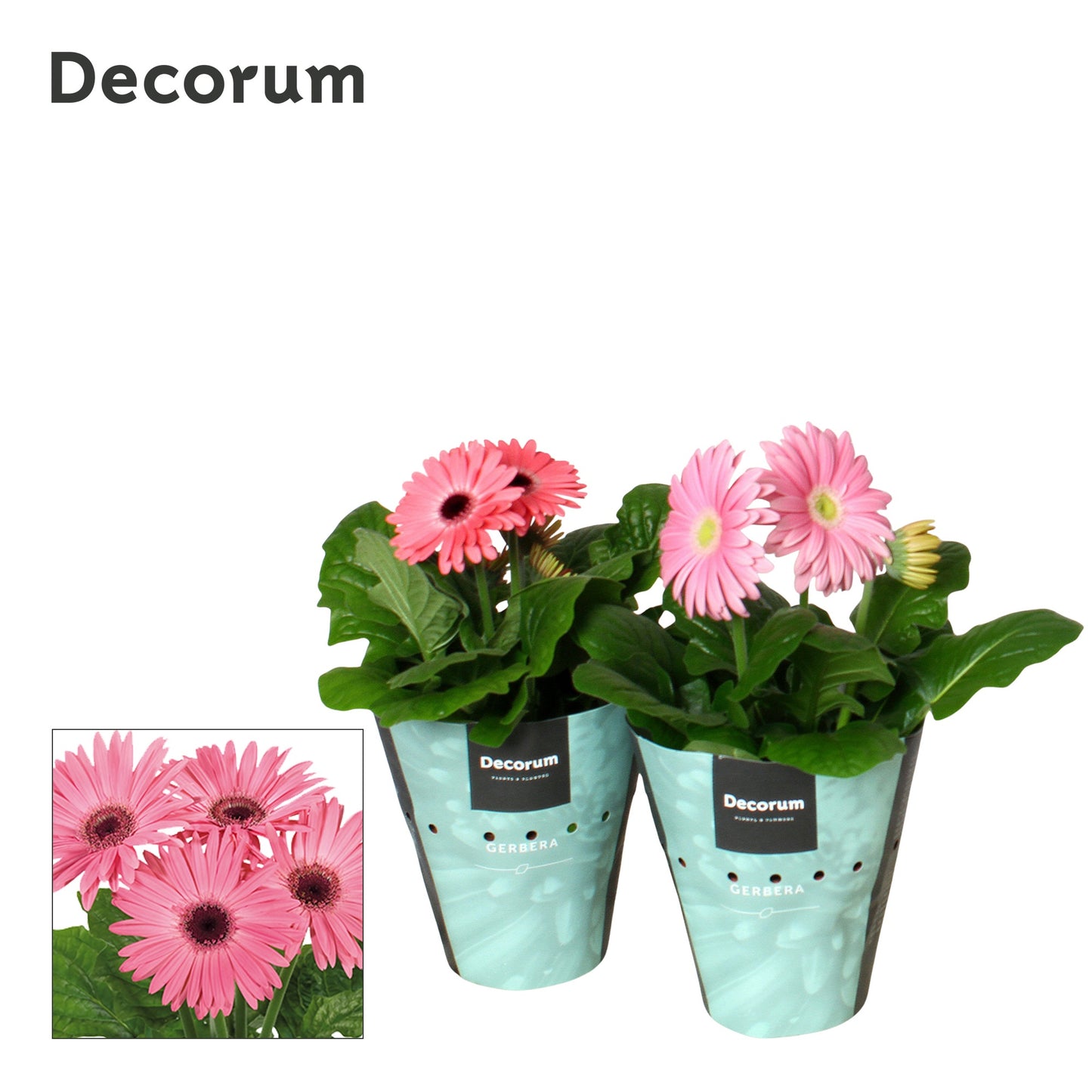 Velden, Firma Freek v.d. Gerbera Flori Line pink Pack of 9