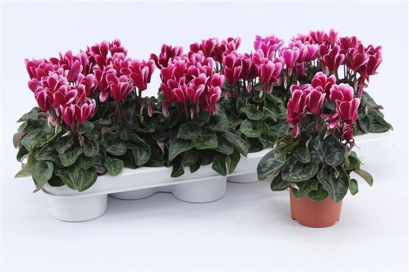 Grootscholten BV. Gebr. Cyclamen Snowridge purple Pack of 12