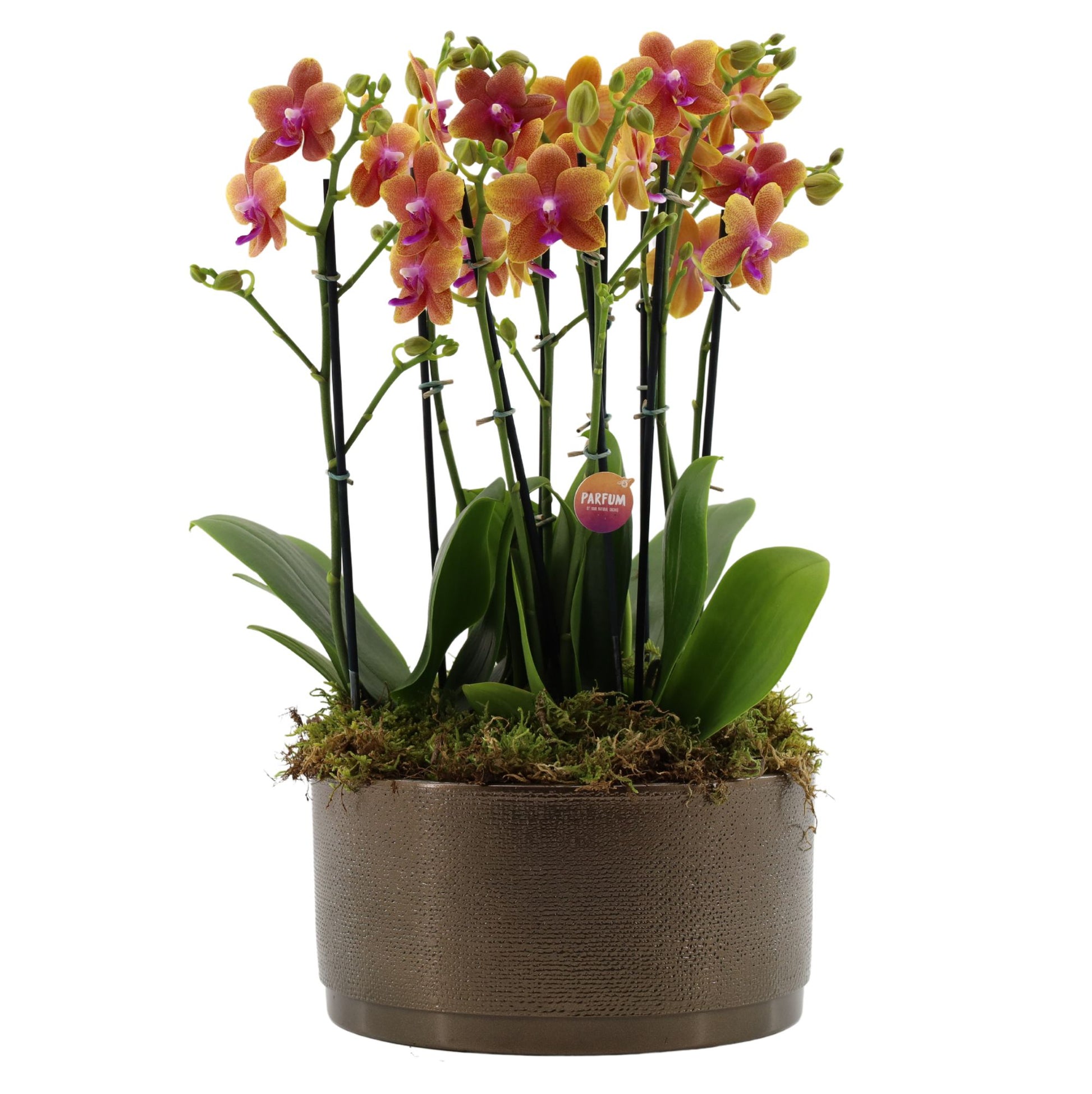 Stolk Flora BV Phalaenopsis mf. Bolgheri Pack of 2