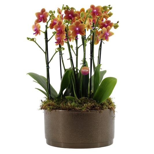Stolk Flora BV Phalaenopsis mf. Bolgheri Pack of 2