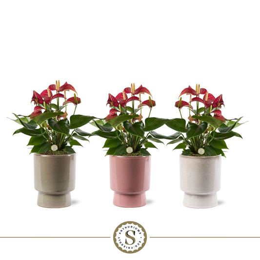 Anthurium Livium Red Micro 40cm 12cm Pot