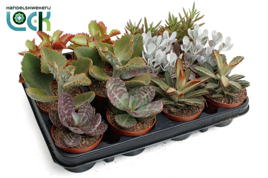 Succulent mix 15cm 8.5cm Pot
