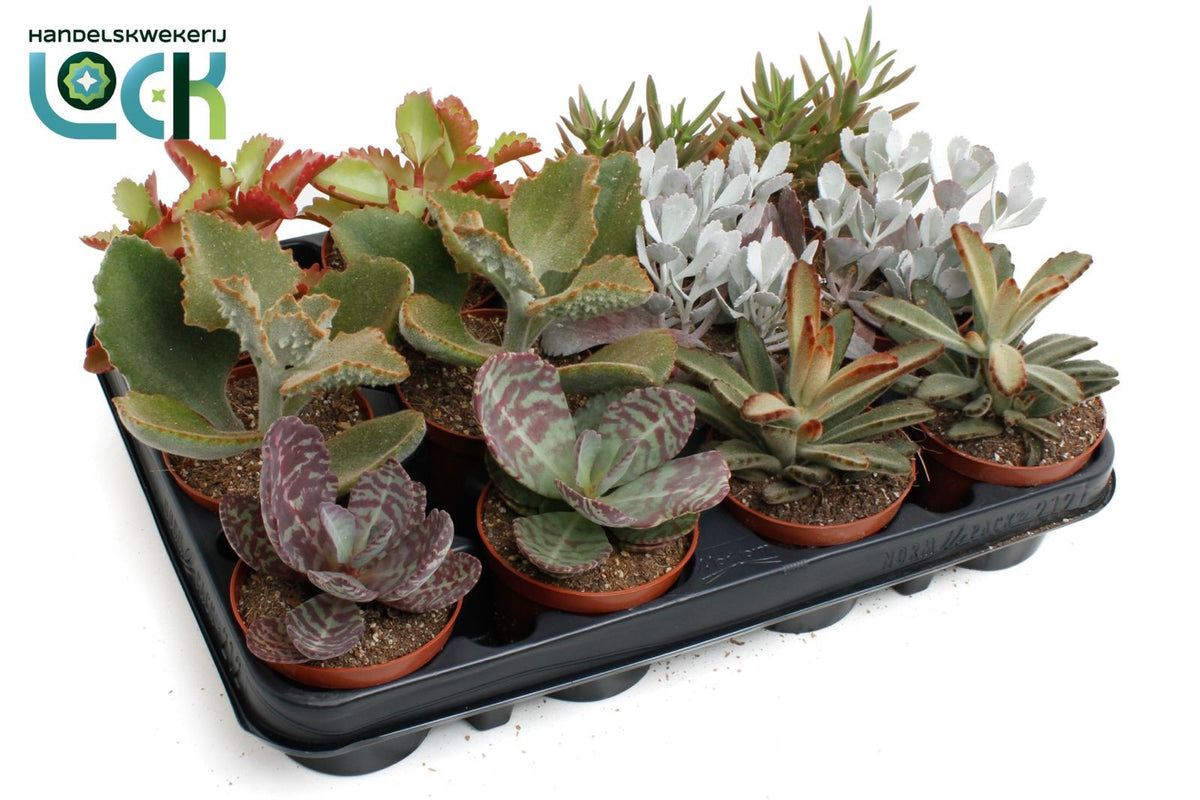 Succulent mix 15cm 8.5cm Pot