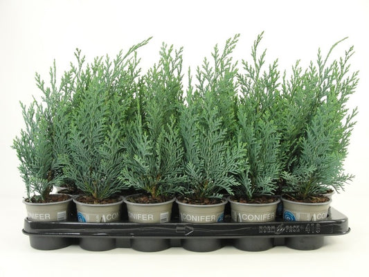 Chamaecyparis lawsoniana Columnaris 20cm 9cm Pot