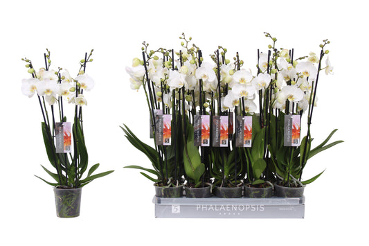 Phalaenopsis white 60cm 12cm Pot