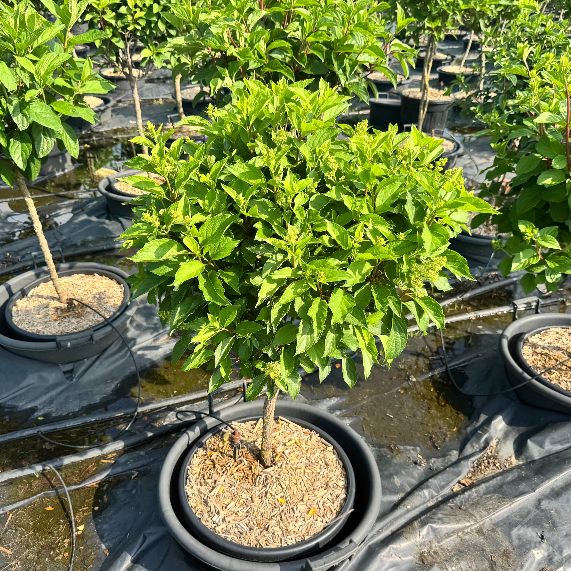 Hydrangea paniculata 130cm 40cm Pot