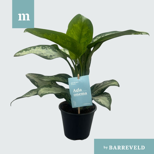 Aglaonema Jubilee 35cm 14cm Pot