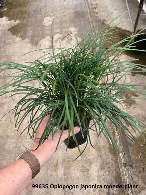 Aquarium plant mix 15cm 9cm Pot