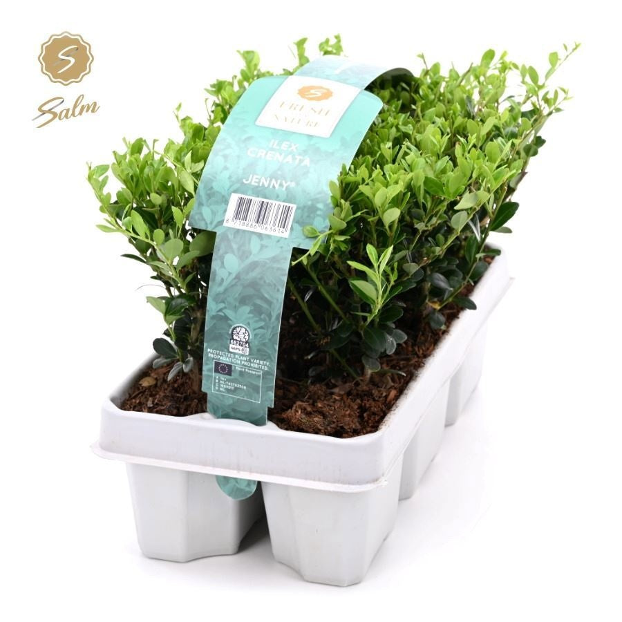 Ilex crenata Jenny 15cm 1cm Pot