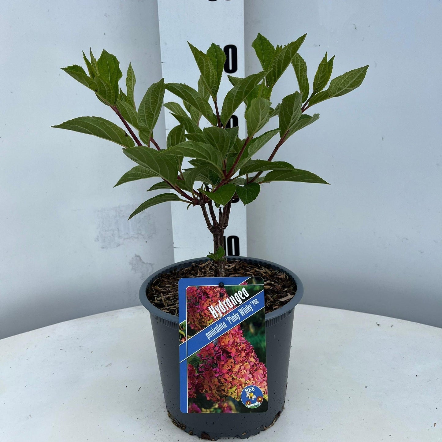 Hydrangea paniculata 40cm 19cm Pot