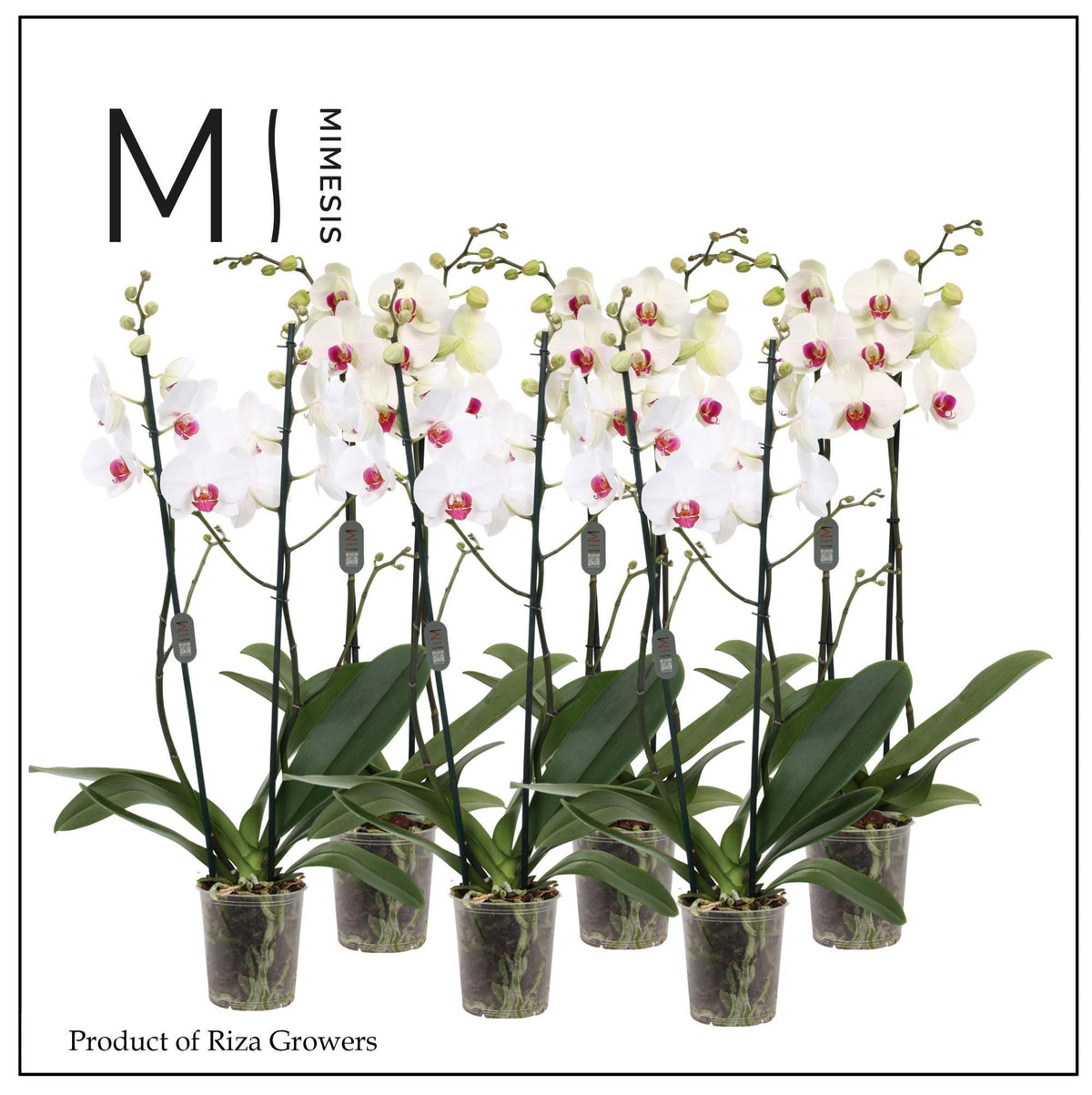 Phalaenopsis Red Lips 70cm 12cm Pot