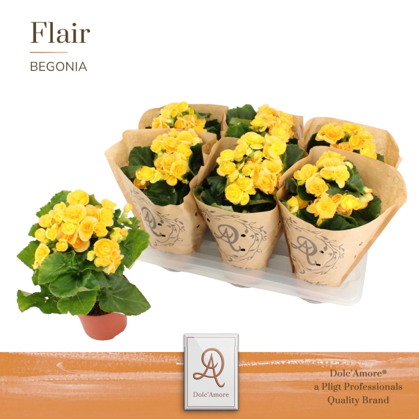 Pligt Professionals BV Begonia el. Nadine Pack of 6
