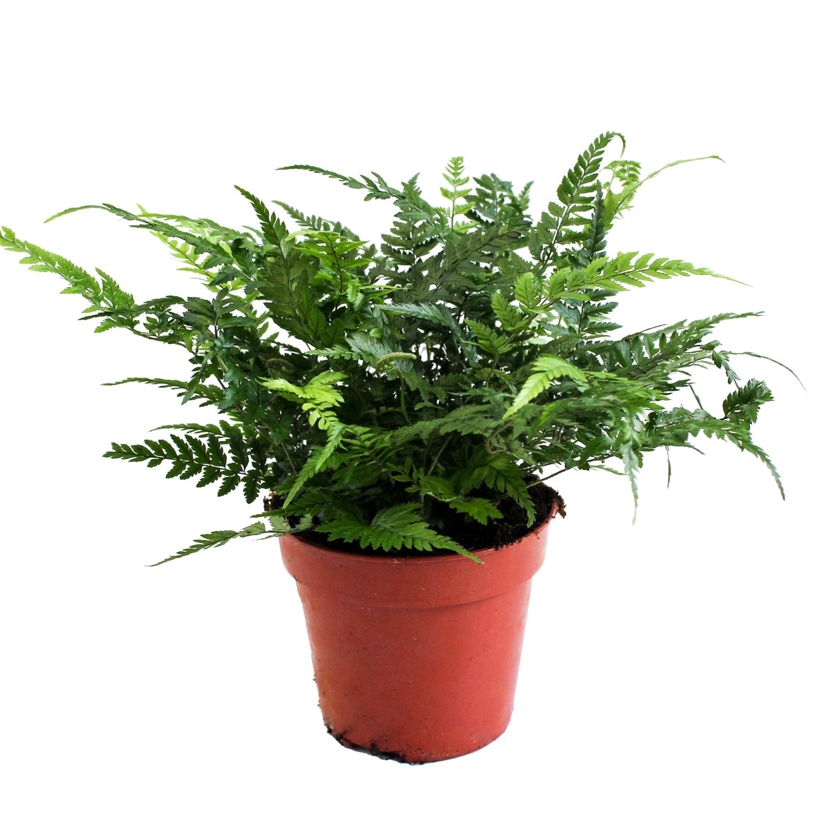 Polystichum tsus-simense 30cm 12cm Pot