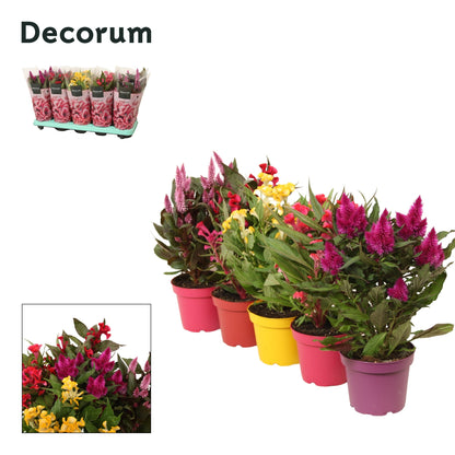 Celosia mix 32cm 12cm Pot
