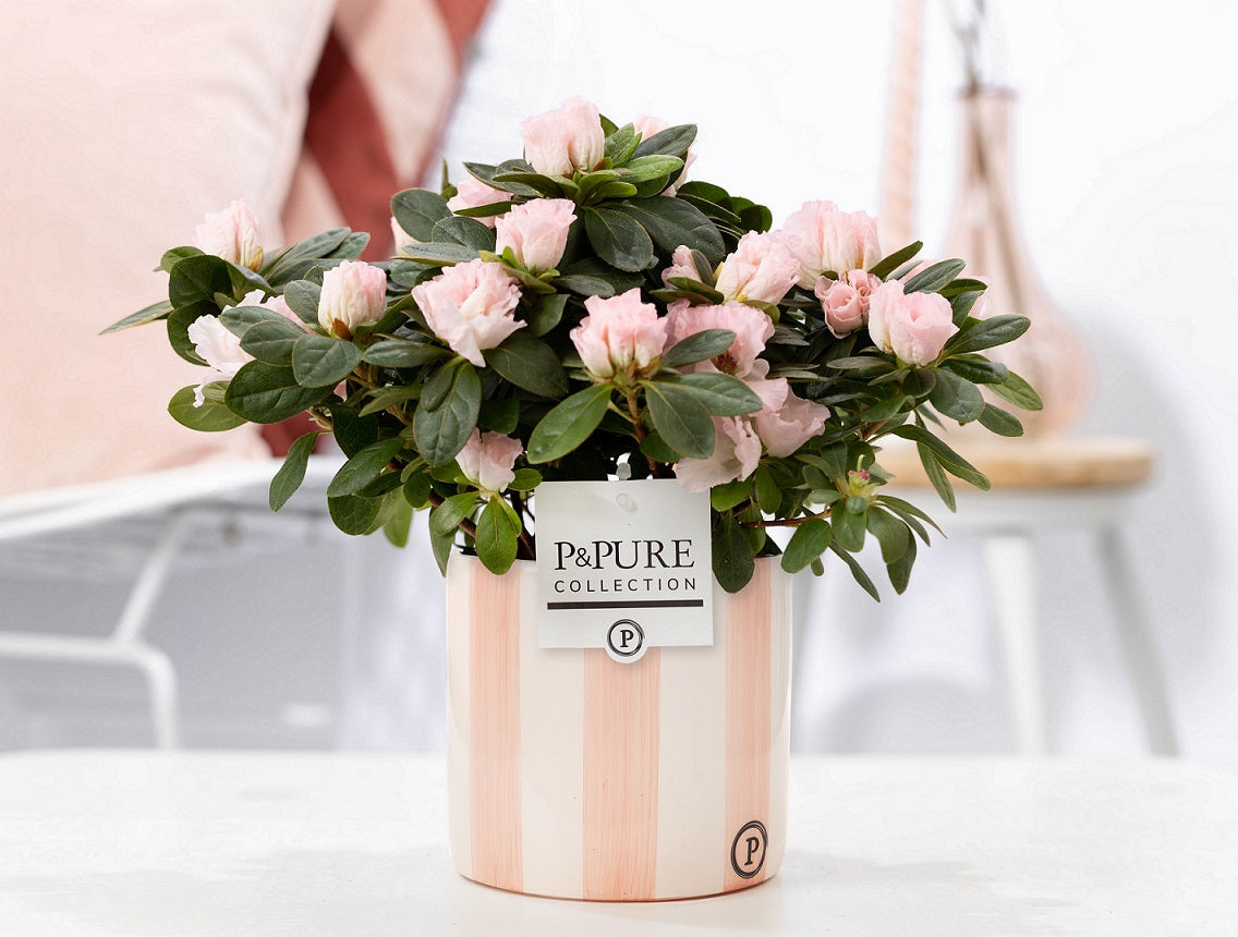Rhododendron Terra Nova 25cm 12cm Pot