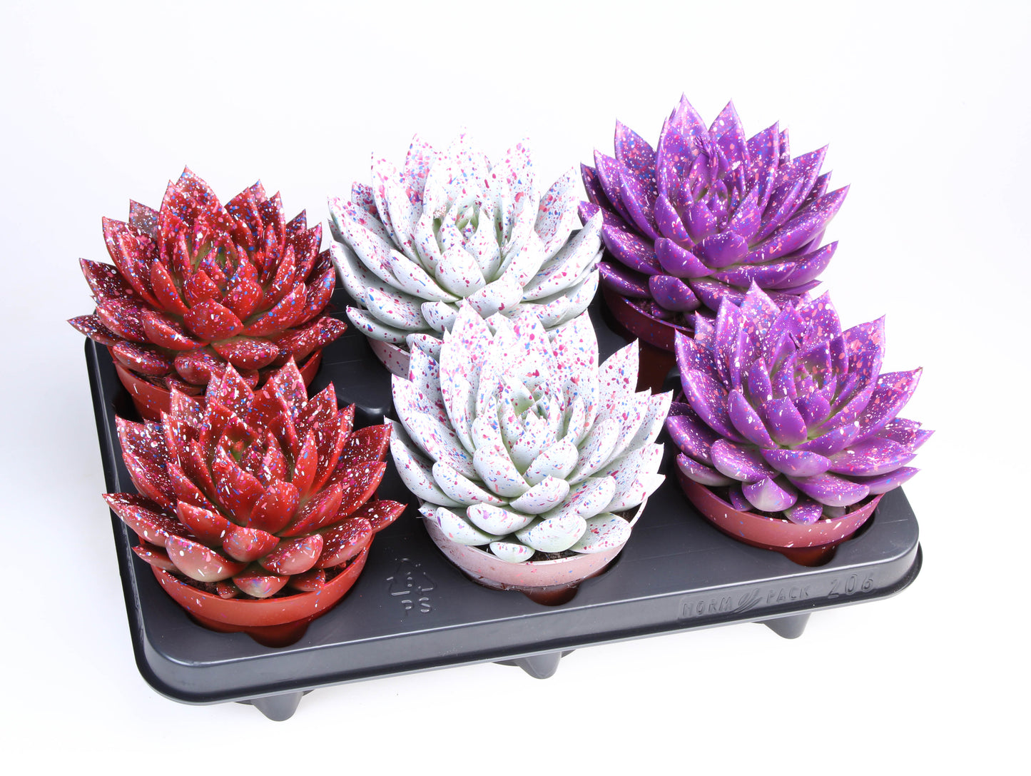 Miranda sprinkle love mix 15cm 12cm Pot