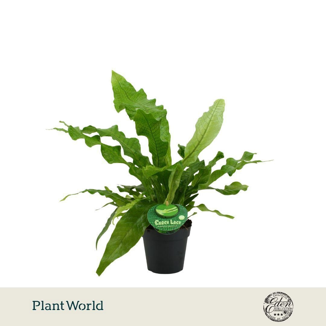 Plantworld Smit Kwekerij Microsorum Crocodyllus Pack of 6