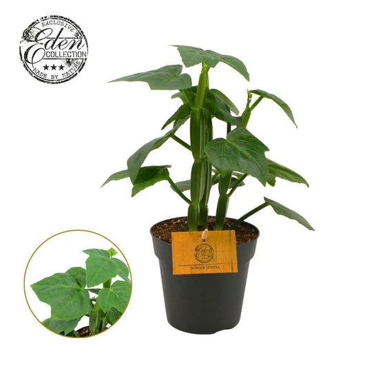 Cissus overig 20cm 12cm Pot