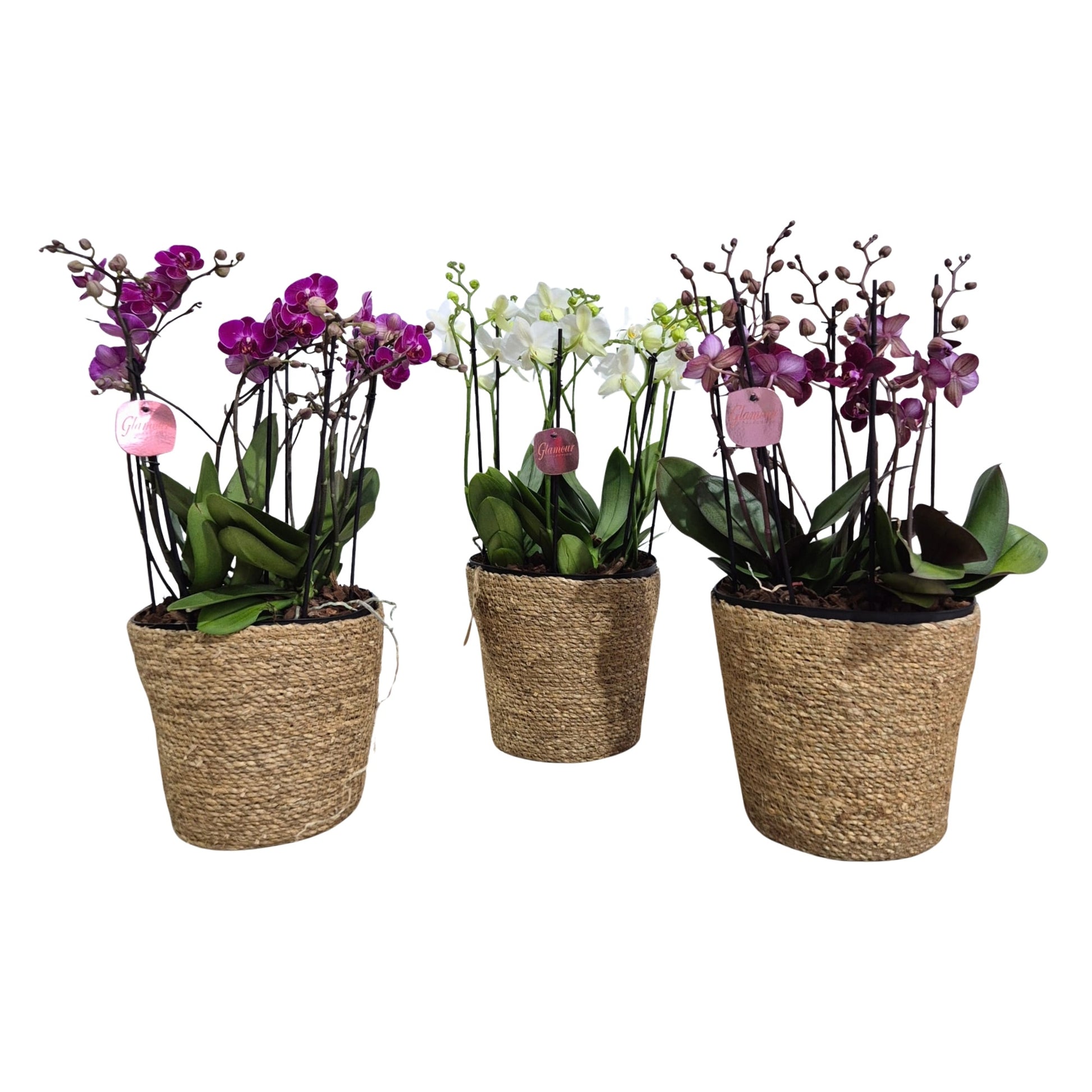 Phalaenopsis mf. mix 40cm 23cm Pot
