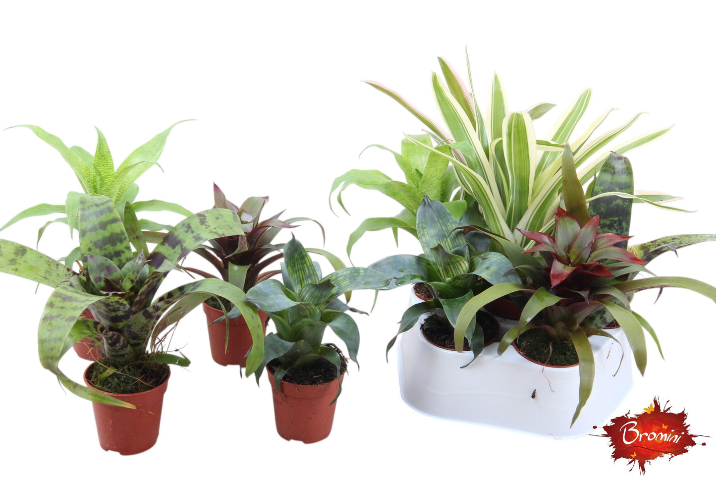 Bromelia mix 15cm 5.5cm Pot