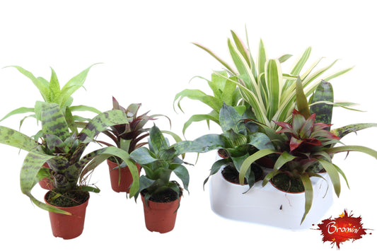 Bromelia mix 15cm 5.5cm Pot