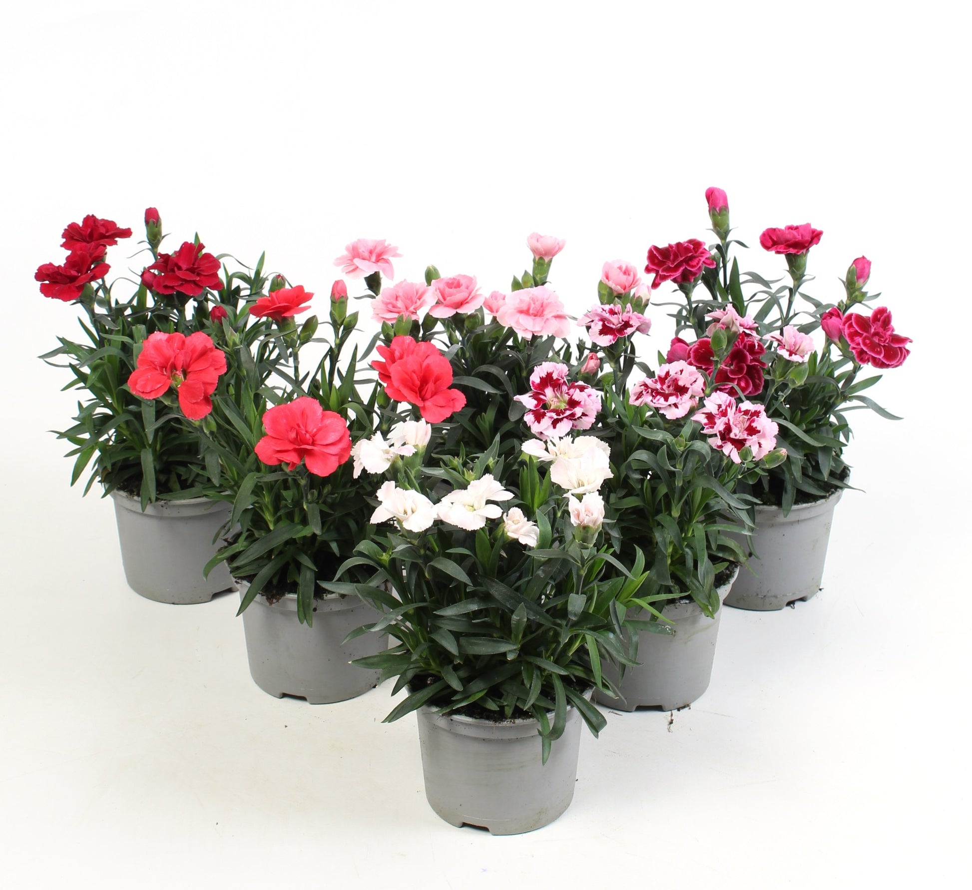 Dianthus 5 colors mix 15cm 510cm Pot