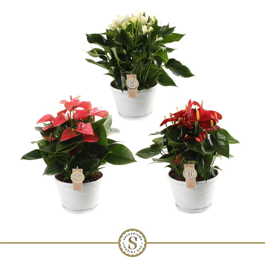 Anthurium andraeanum 45cm 20cm Pot