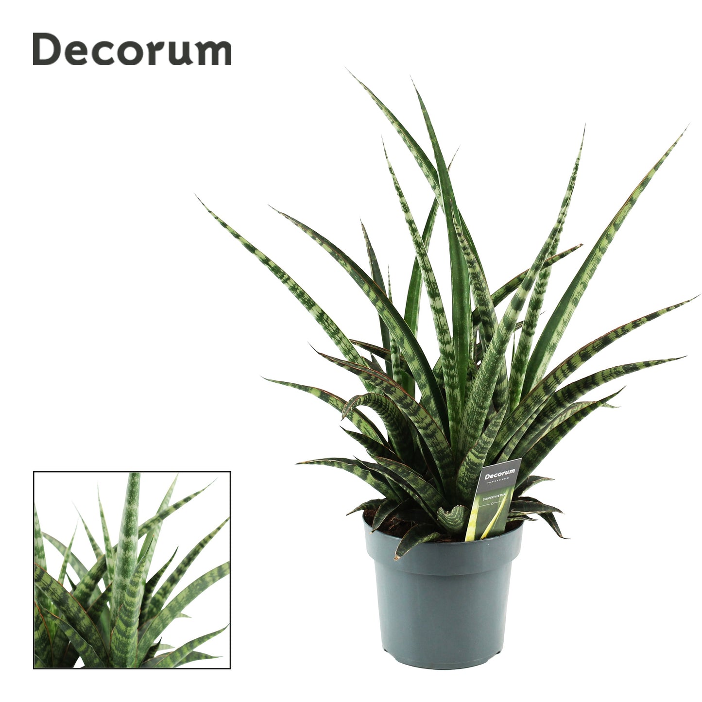 Sansevieria 40cm 17cm Pot