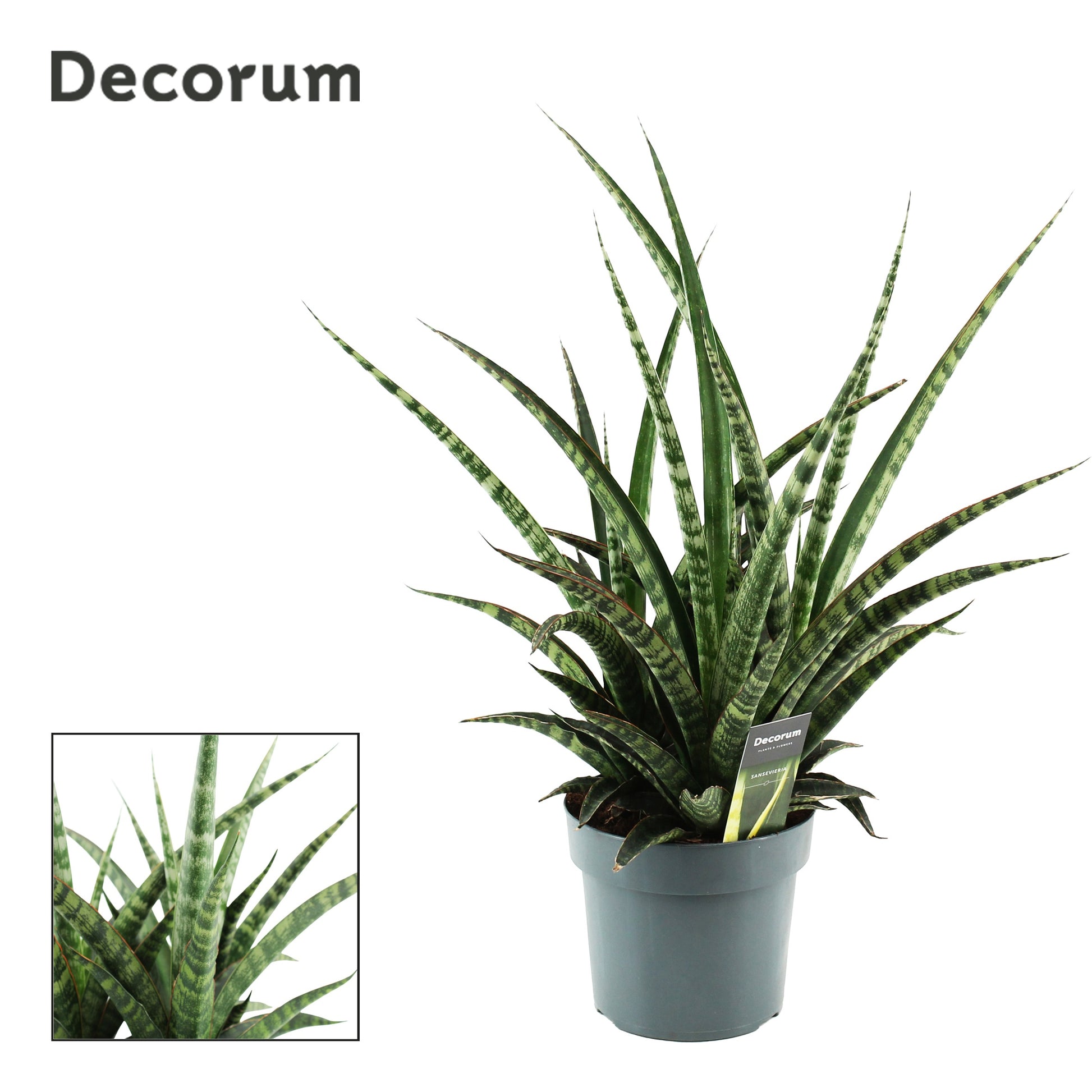Sansevieria 40cm 17cm Pot
