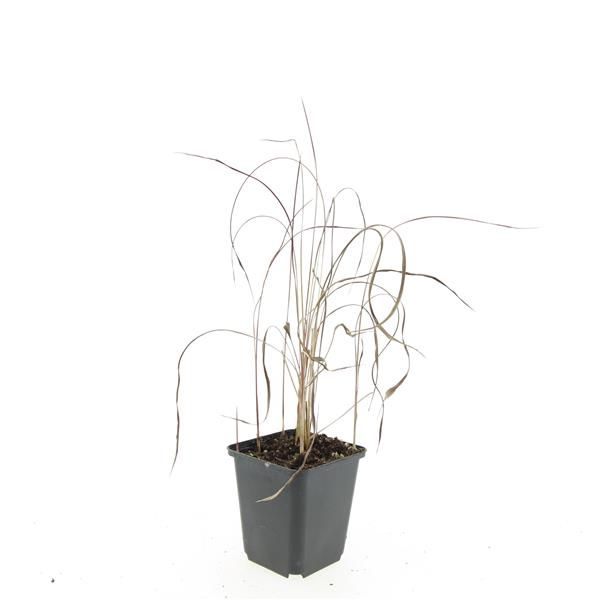 Imperata Red Baron 5cm 9cm Pot