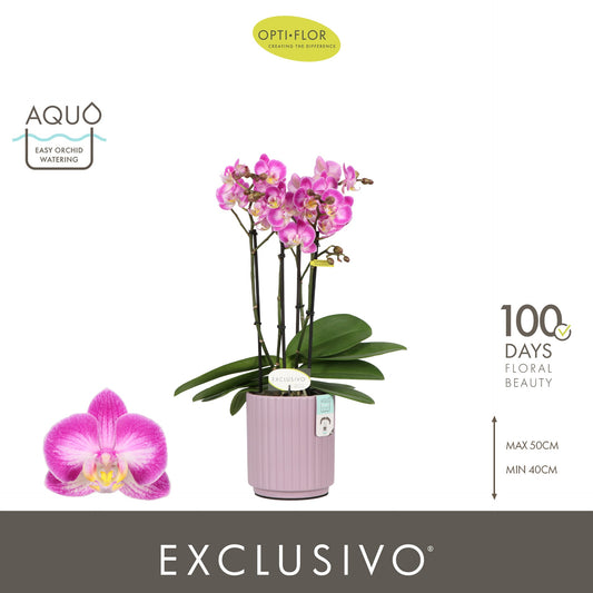 Phalaenopsis pink 45cm 12cm Pot