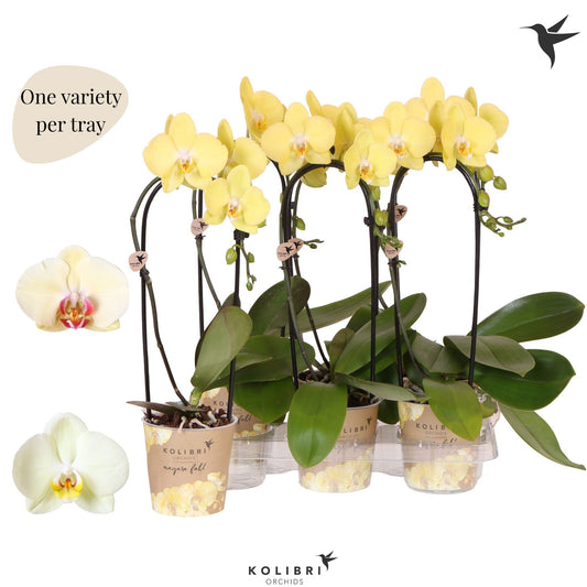Phalaenopsis Elegant cascade 45cm 12cm Pot