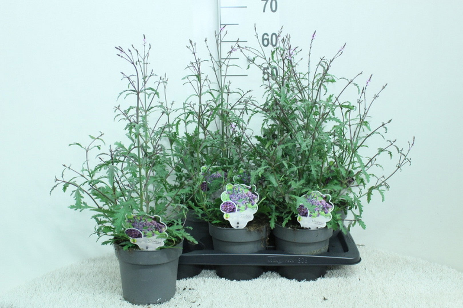 Verbena Lavender Spires 60cm 17cm Pot