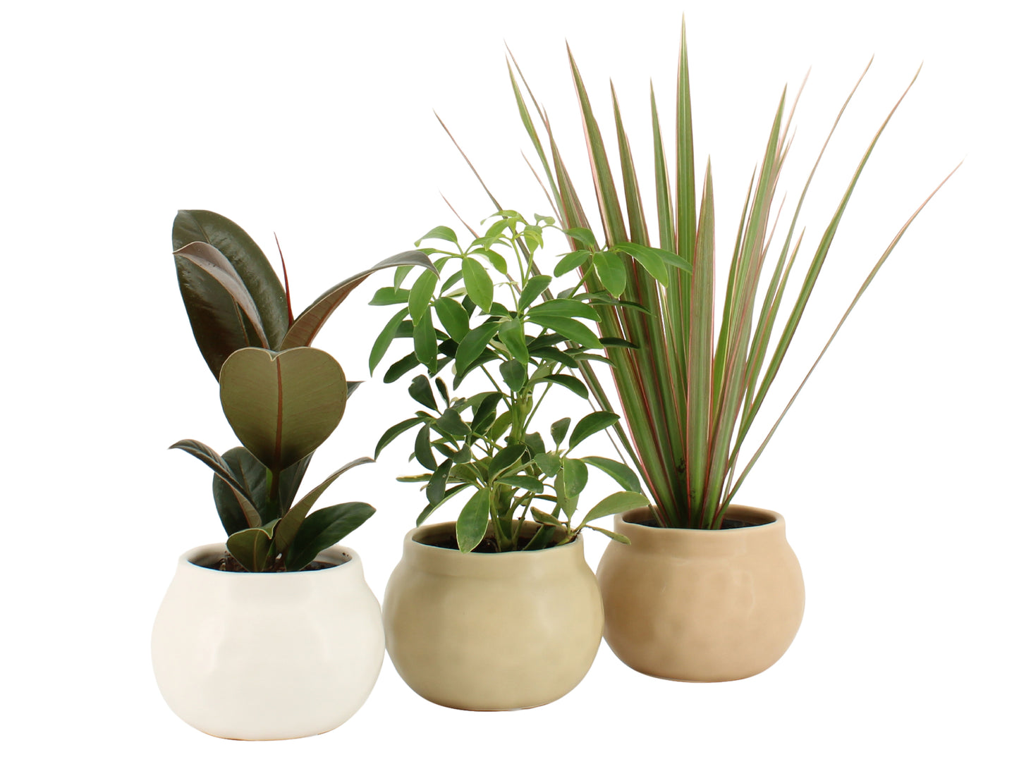 Esperit Elements Vof Foliage houseplants mix Pack of 7