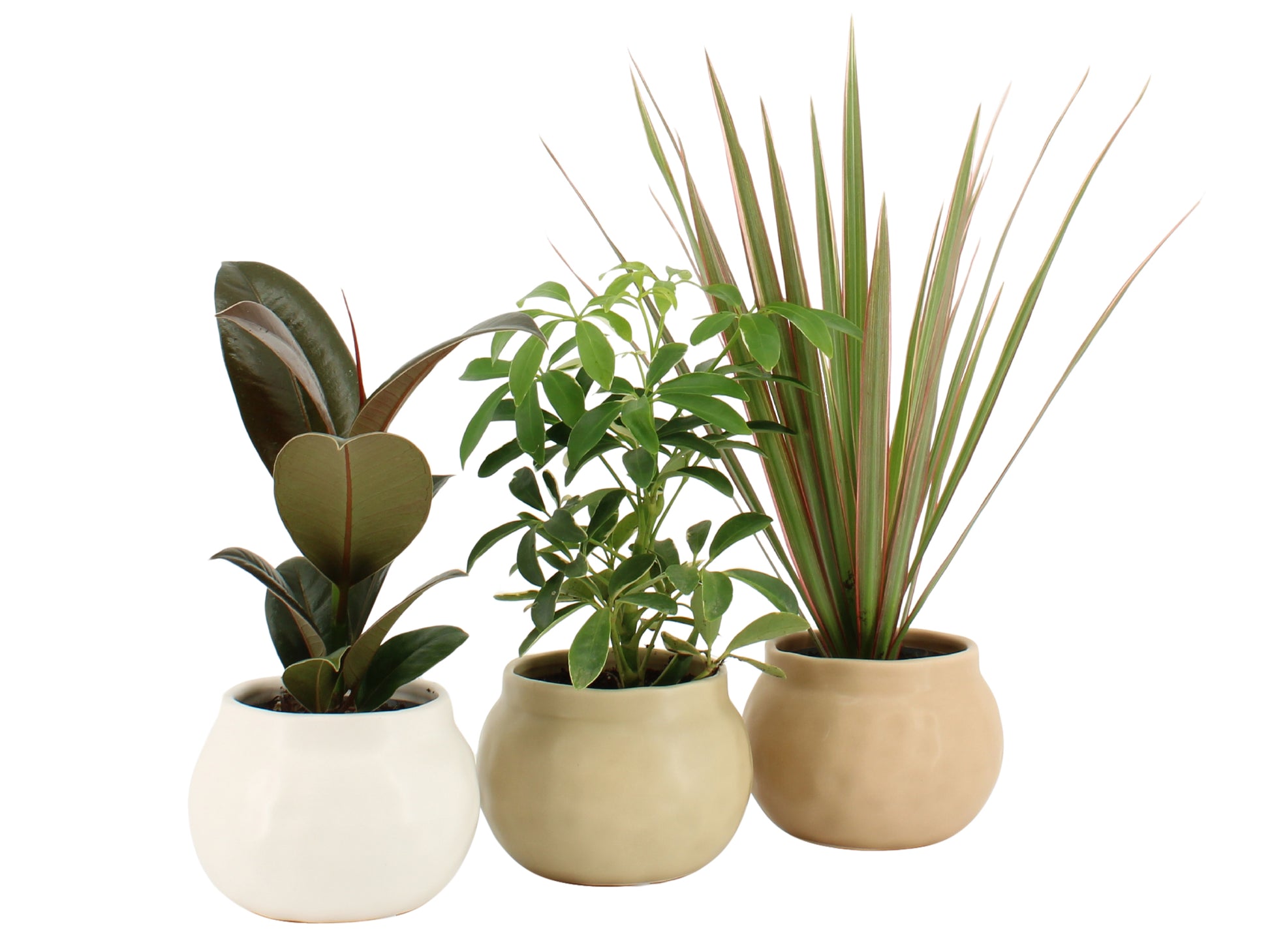 Esperit Elements Vof Foliage houseplants mix Pack of 7