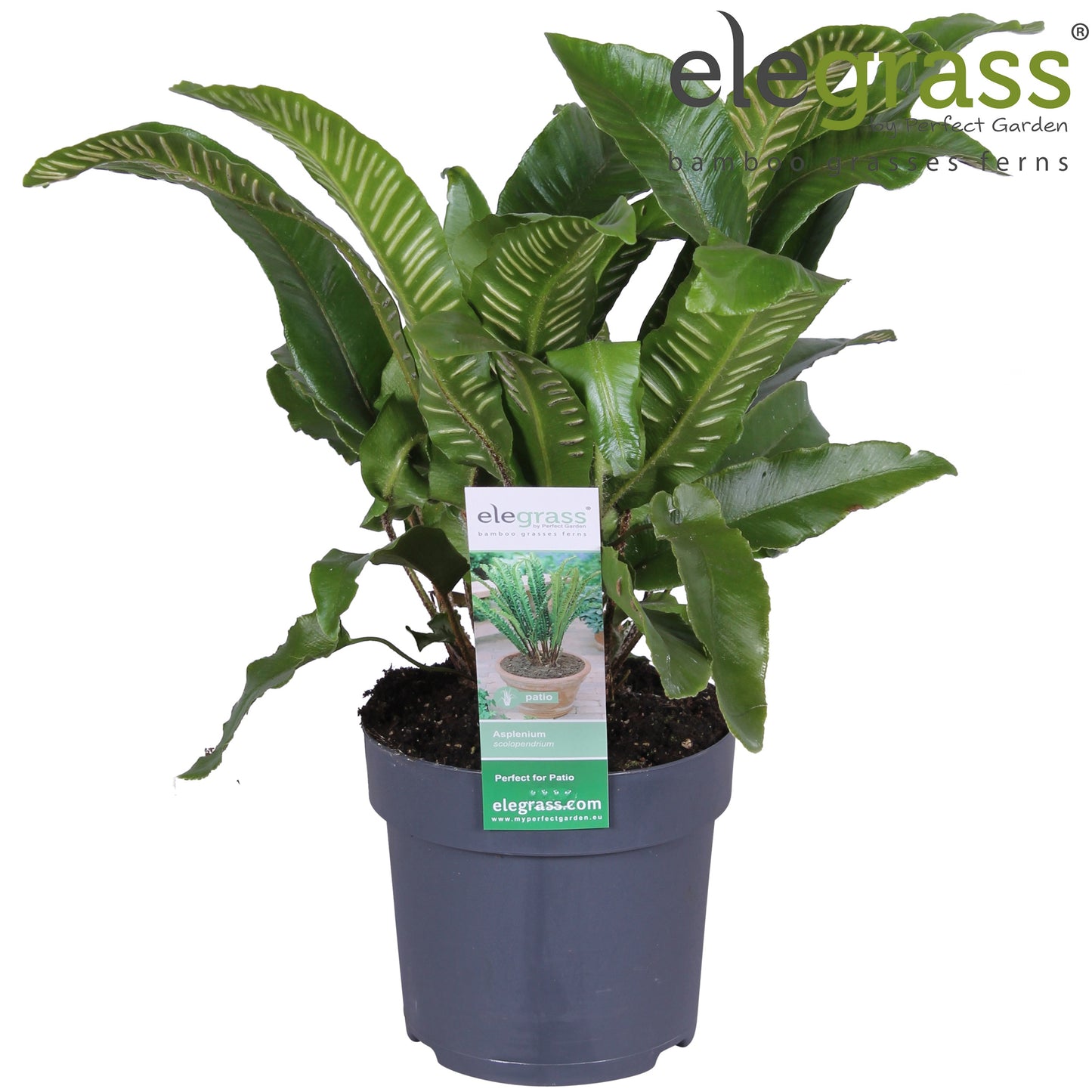 Hoogeveen Plants BV Asplenium scolopendrium Pack of 1